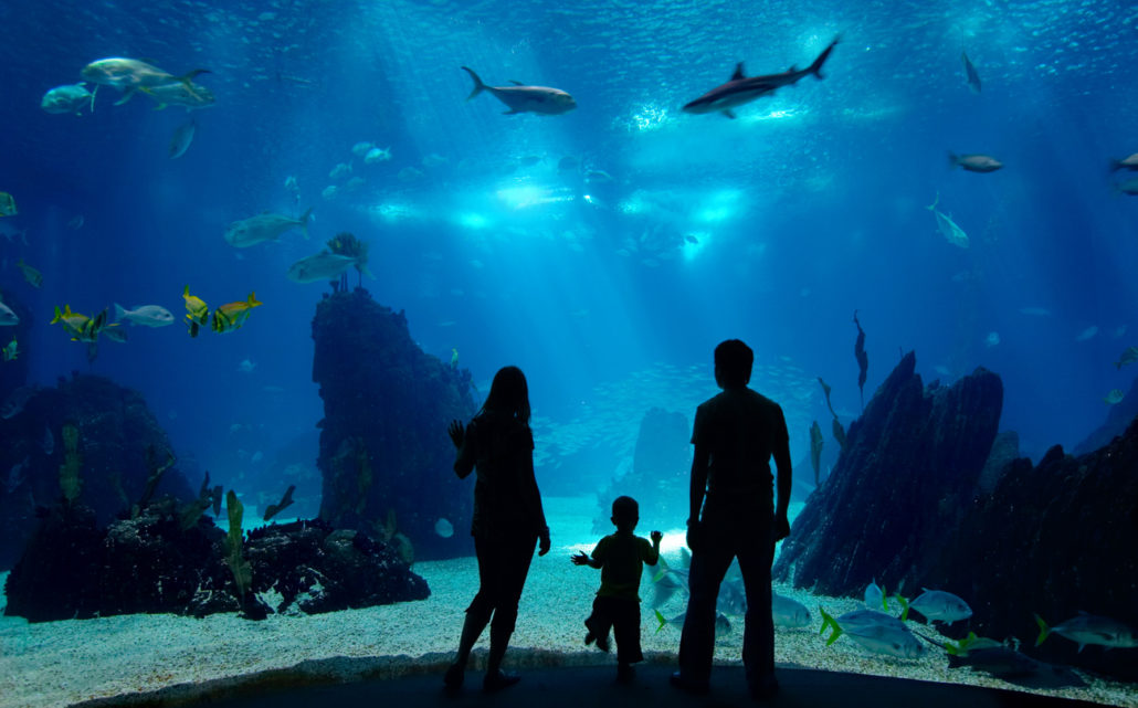 at the aquarium for a child interested in marine biology to increase his self-worth